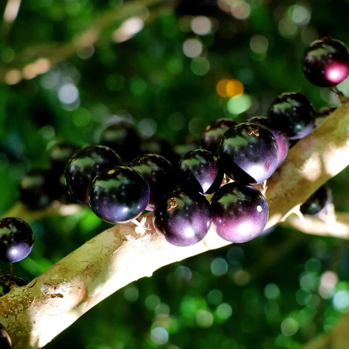 Black Brazilian Grape Seeds