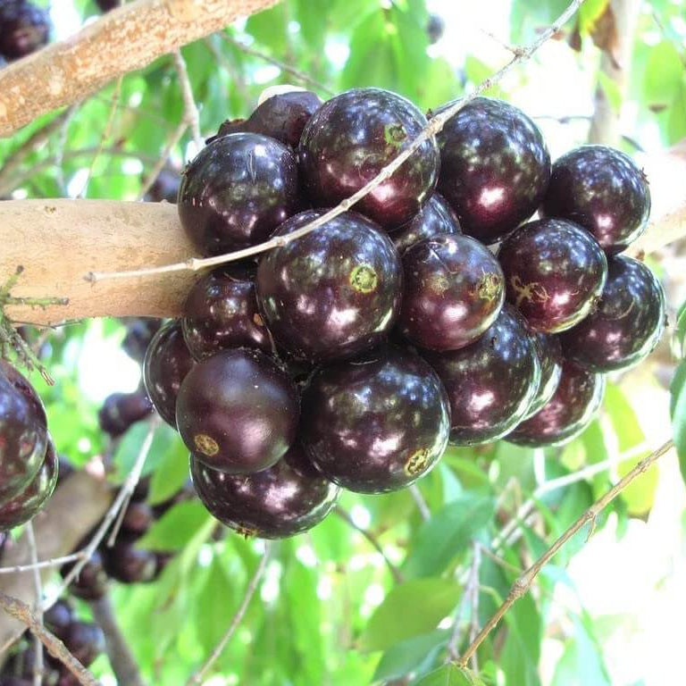 Black Brazilian Grape Seeds