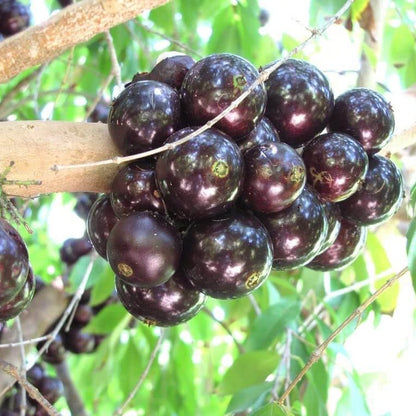 Black Brazilian Grape Seeds