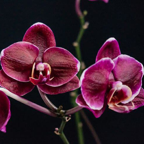 Black Butterfly Orchid Seeds