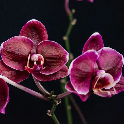 Black Butterfly Orchid Seeds