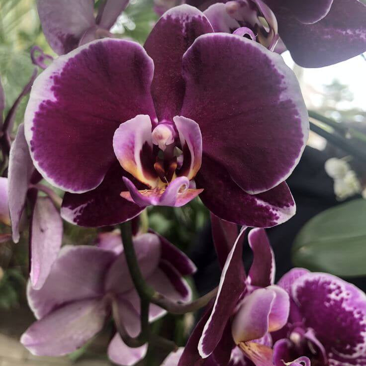 Black Butterfly Orchid Seeds