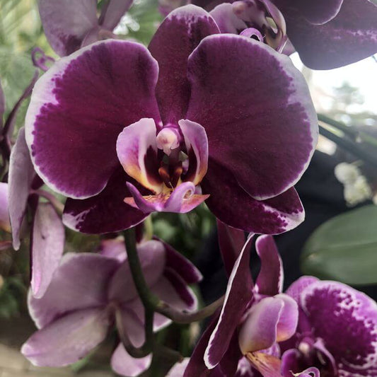 Black Butterfly Orchid Seeds