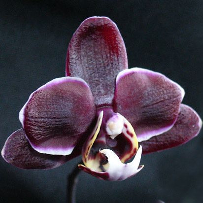 Black Butterfly Orchid Seeds