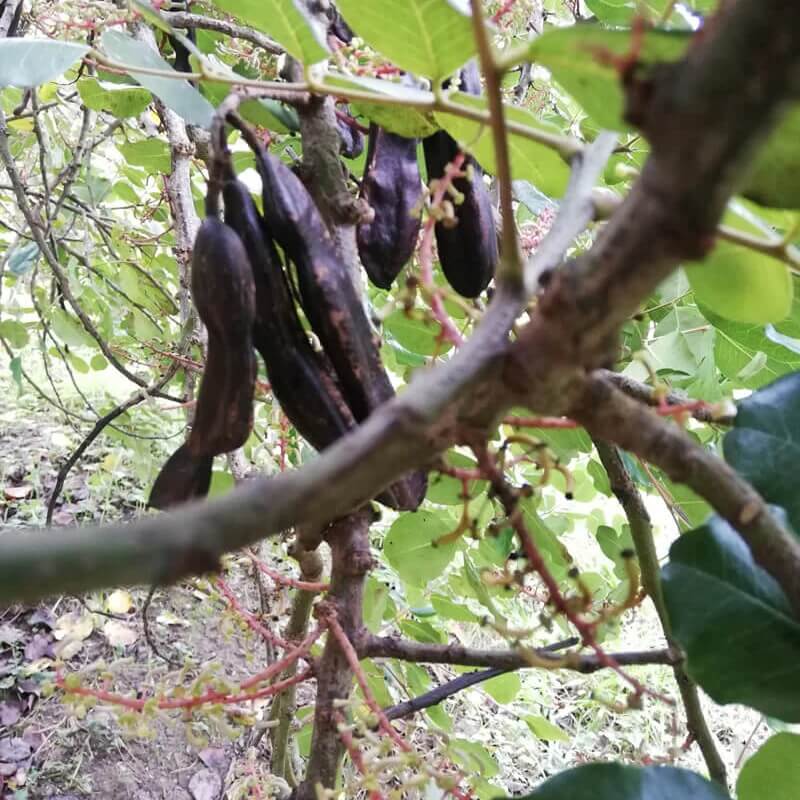 Black Carob Seeds