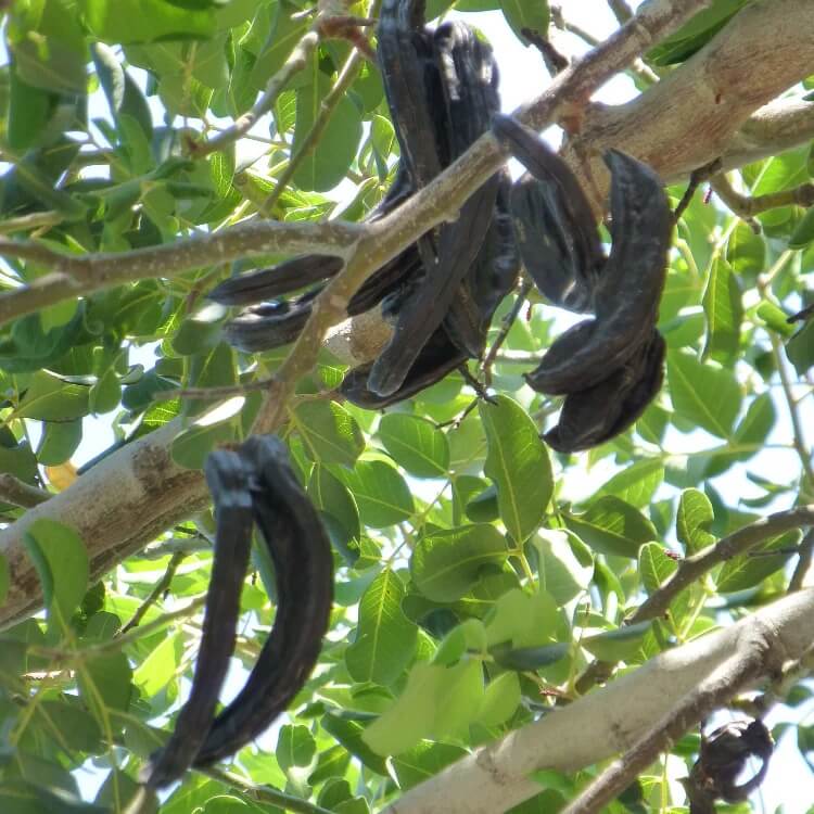 Black Carob Seeds