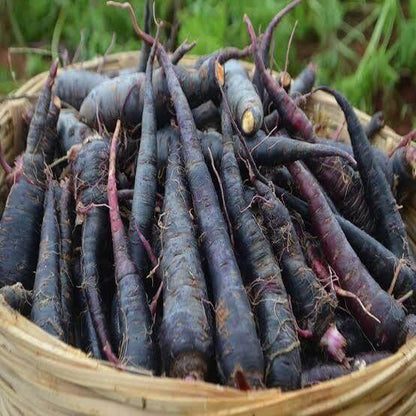 Black Carrot Seeds