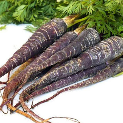 Black Carrot Seeds