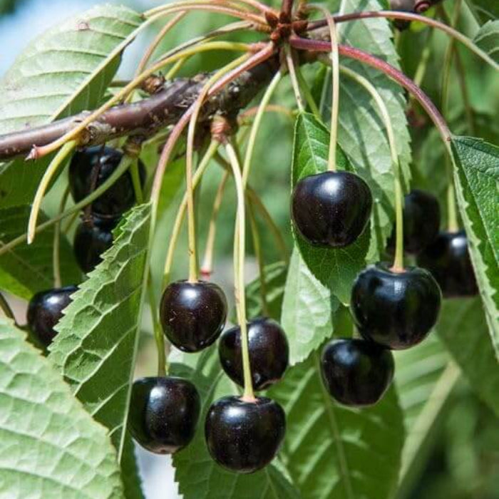 Black Cherry Seeds - Fruit Plant for Home Gardens