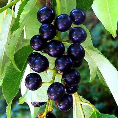Black Cherry Seeds - Fruit Plant for Home Gardens