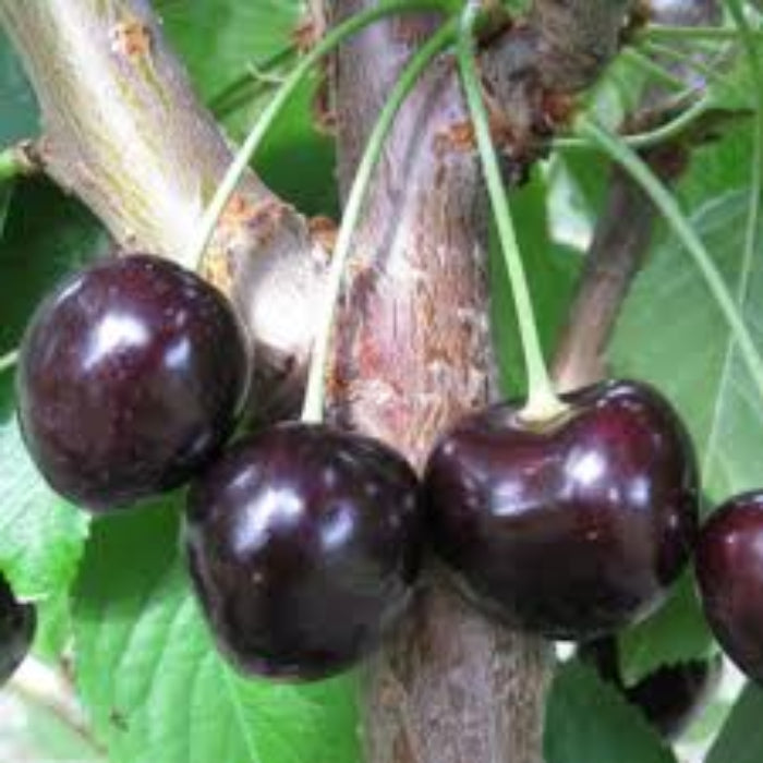 Black Cherry Seeds - Fruit Plant for Home Gardens