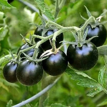 Black Cherry Tomato Seeds - Vegetable Plant