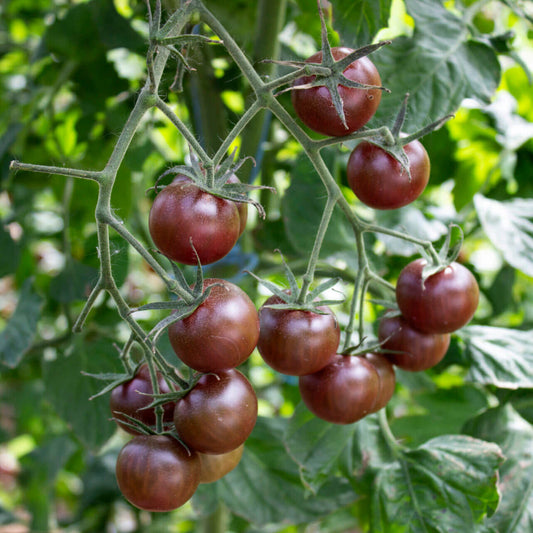 Black Cherry Tomato Seeds