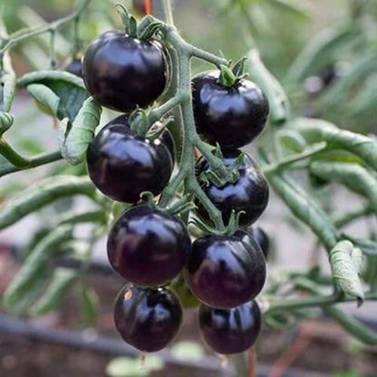 Black Cherry Tomato Seeds - Vegetable Plant