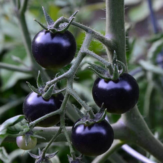 Black Cherry Tomato Seeds - Vegetable Plant