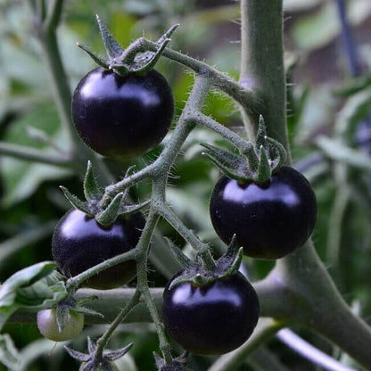 Black Cherry Tomato Seeds - Vegetable Plant