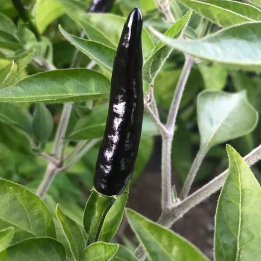 Black Cobra Chili Hot Pepper Seeds