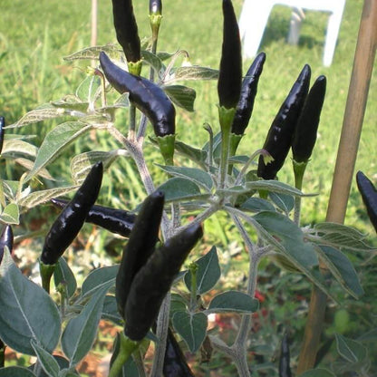 Black Cobra Chili Hot Pepper Seeds