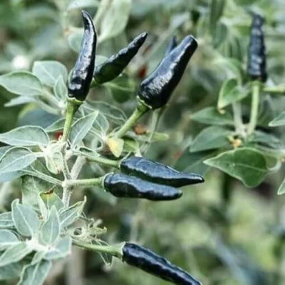 Black Cobra Chili Hot Pepper Seeds