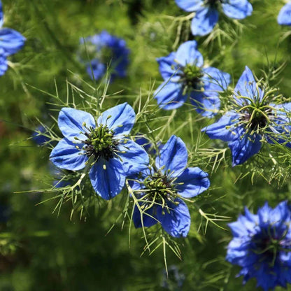 Black Cumin Seeds