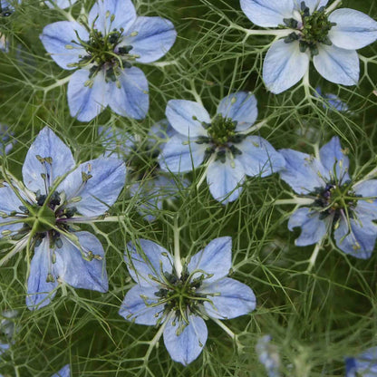 Black Cumin Seeds