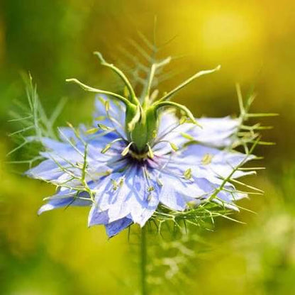 Black Cumin Seeds