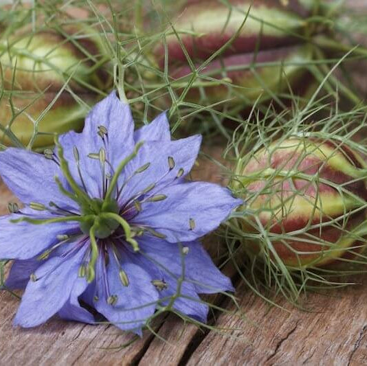 Black Cumin Seeds