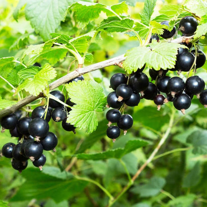 Black Currant Seeds - Fruit Plant