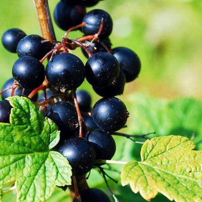 Black Currant Seeds - Fruit Plant