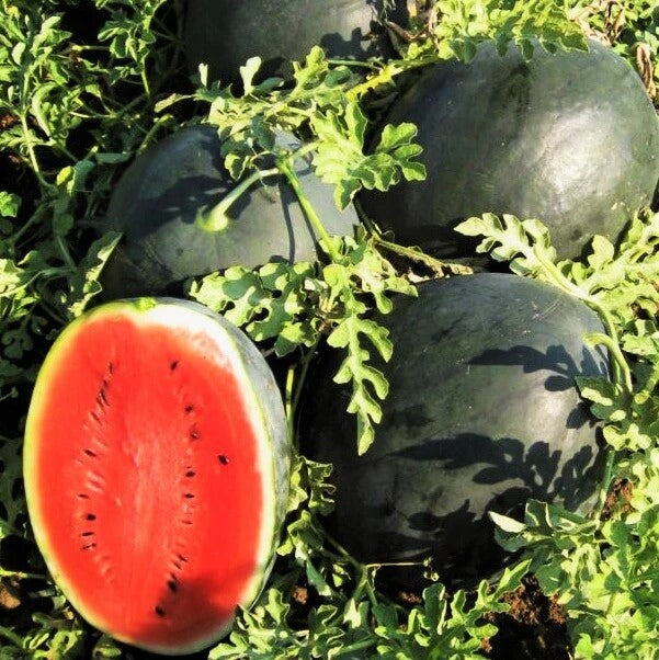 Black Diamond Watermelon Seeds