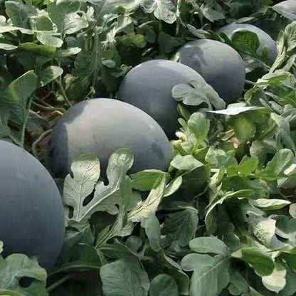 Black Diamond Watermelon Seeds