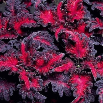 Black Dragon Coleus Seeds 