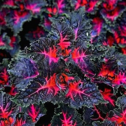 Black Dragon Coleus Seeds 