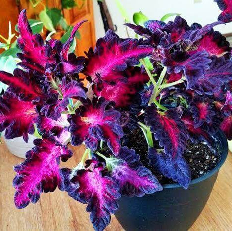 Black Dragon Coleus Seeds 