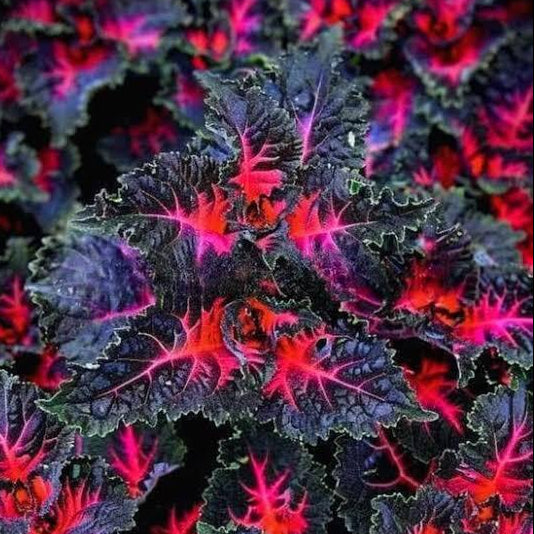 Black Dragon Plant Seeds