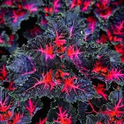 Black Dragon Plant Seeds