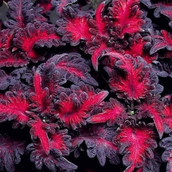 Black Dragon Plant Seeds