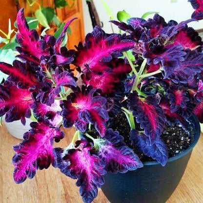 Black Dragon Plant Seeds