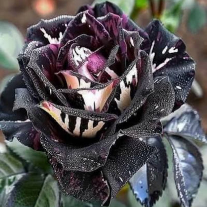 Black Dragon Rose Seeds 