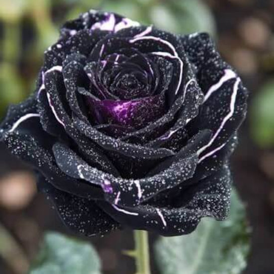 Black Dragon Rose Seeds 