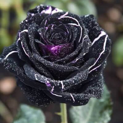 Black Dragon Rose Seeds 