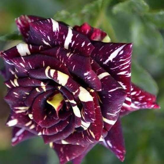 Black Dragon Rose Seeds 