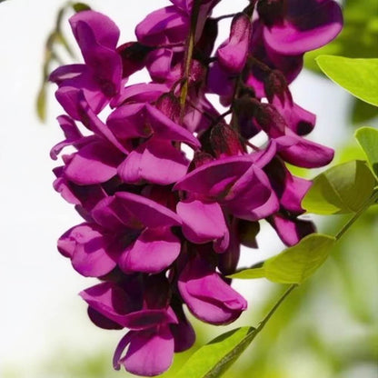 Black Dragon Wisteria Seeds