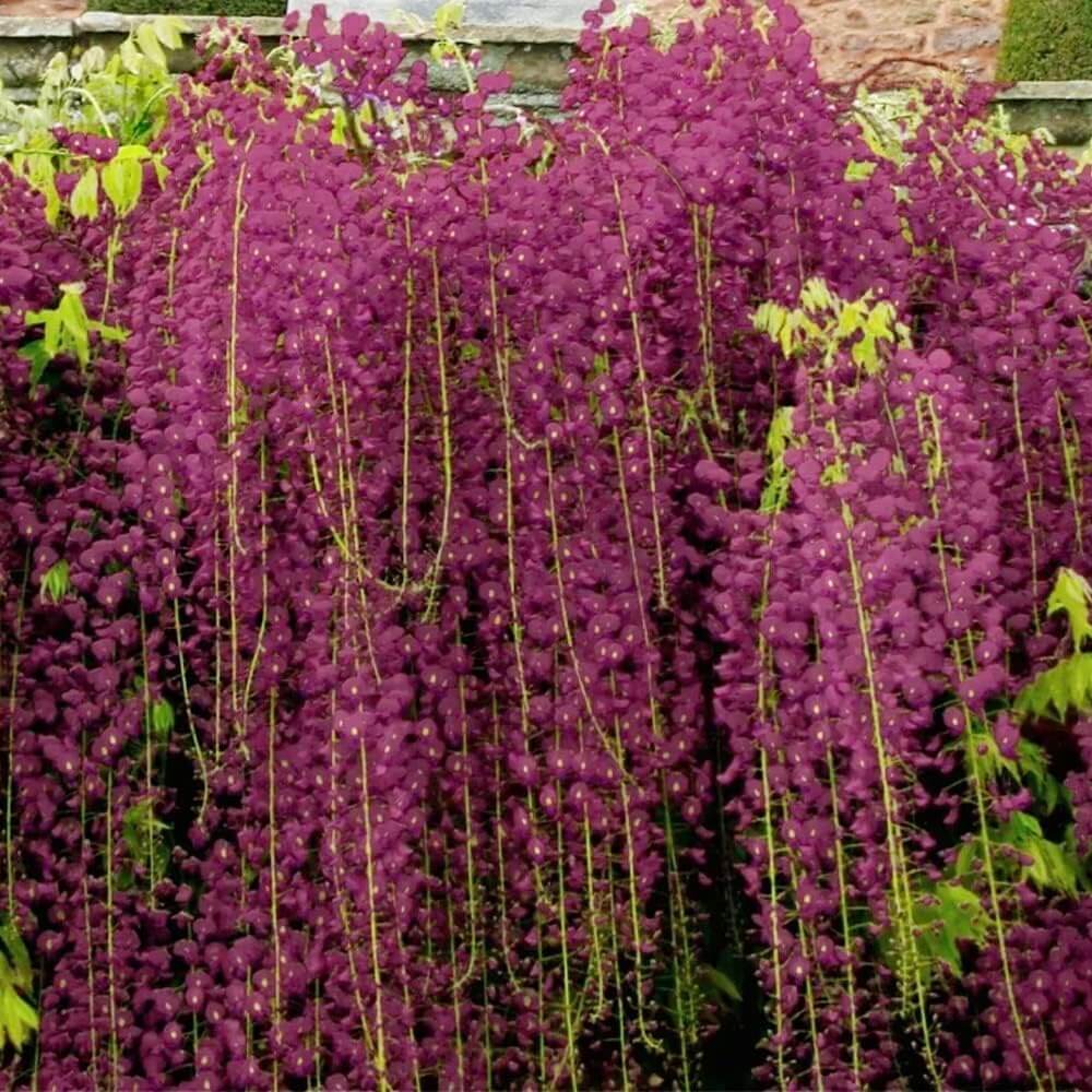 Black Dragon Wisteria Seeds