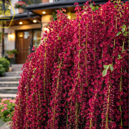 Black Dragon Wisteria Seeds