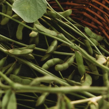 Black Edamame Seeds