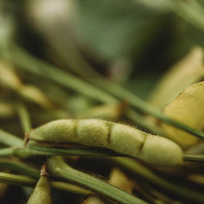 Black Edamame Seeds