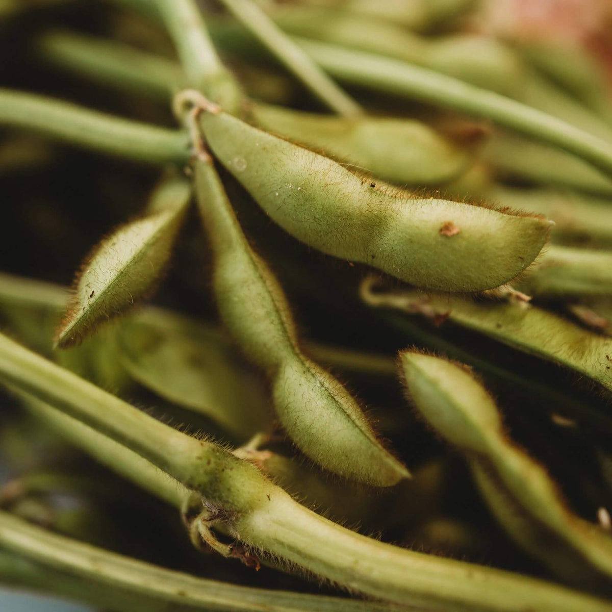 Black Edamame Seeds