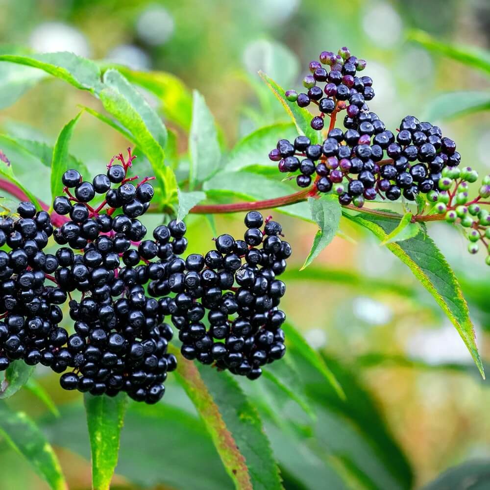 Black Elderberry Seeds