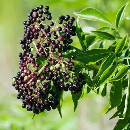 Black Elderberry Seeds